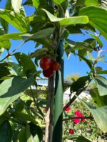 Corn – Anul 2, la ghiveci - imagine 3