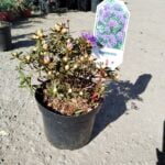 Azaleea Azurika la ghiveci - imagine 2