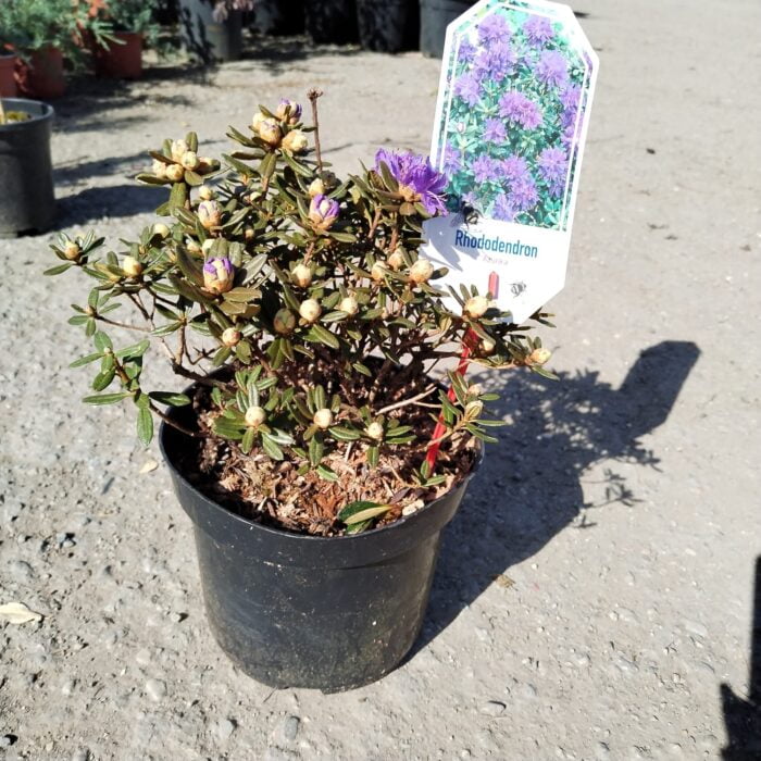 Azaleea Azurika la ghiveci - imagine 2