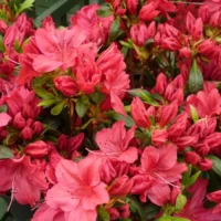 Azaleea Vera Maja adesea utilizată ca plantă ornamentală în grădini, pe alei, în parcuri și pe terase, pentru a adăuga o notă de culoare și eleganță. 🌺🌿