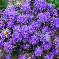 Azaleea Azurika înflorește în mod obișnuit în timpul primăverii și continuă să ofere flori frumoase până în timpul verii.Comandă acum! 🌿🌸