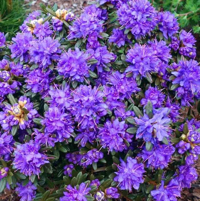 Azaleea Azurika înflorește în mod obișnuit în timpul primăverii și continuă să ofere flori frumoase până în timpul verii.Comandă acum! 🌿🌸