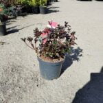 Azaleea Vera Maja la ghiveci - imagine 2