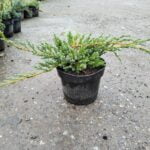 Juniperus Squamata la ghiveci - imagine 2