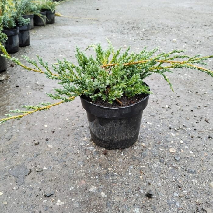Juniperus Squamata la ghiveci - imagine 2