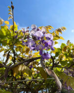 Glicină Mov Ikoyama Fuji, Wisteria la ghiveci - imagine 4