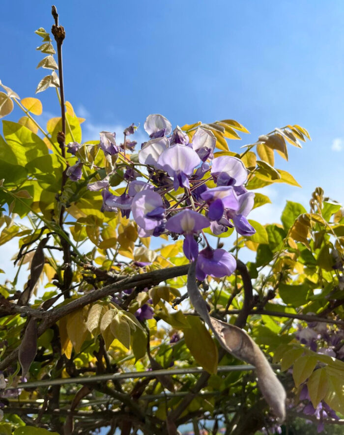 Glicină Mov Ikoyama Fuji, Wisteria la ghiveci - imagine 4