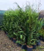 Cupressocyparis Leylandii