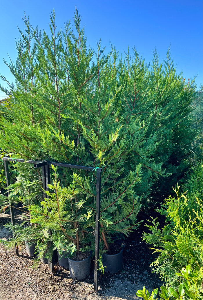 Cupressocyparis Leylandii