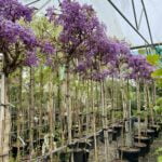 Glicină Mov Ikoyama Fuji este o alegere excelentă pentru persoanele care doresc să aducă un element de frumusețe și eleganță în grădini și peisaje. 🌸🛒