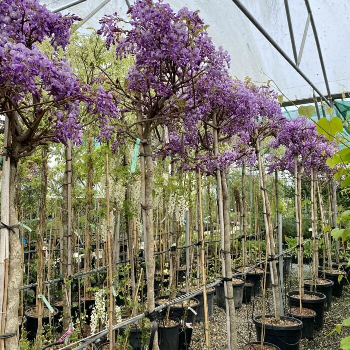 Glicină Mov Ikoyama Fuji este o alegere excelentă pentru persoanele care doresc să aducă un element de frumusețe și eleganță în grădini și peisaje. 🌸🛒