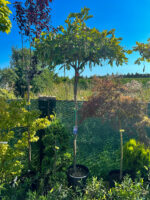 Wisteria Ikoyama Fuji - Pepiniera Sosa