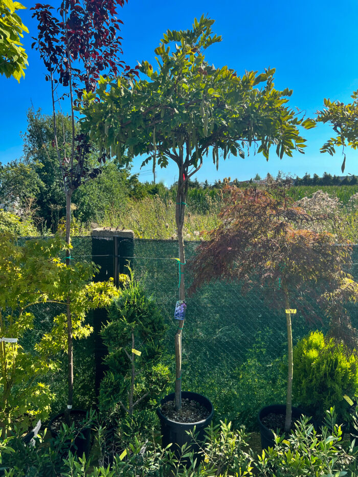 Wisteria Ikoyama Fuji - Pepiniera Sosa