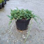Juniperus Horizontalis la ghiveci - imagine 2