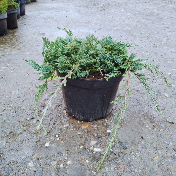 Juniperus Horizontalis la ghiveci - imagine 2