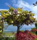 Glicină Mov Ikoyama Fuji, Wisteria la ghiveci - imagine 3