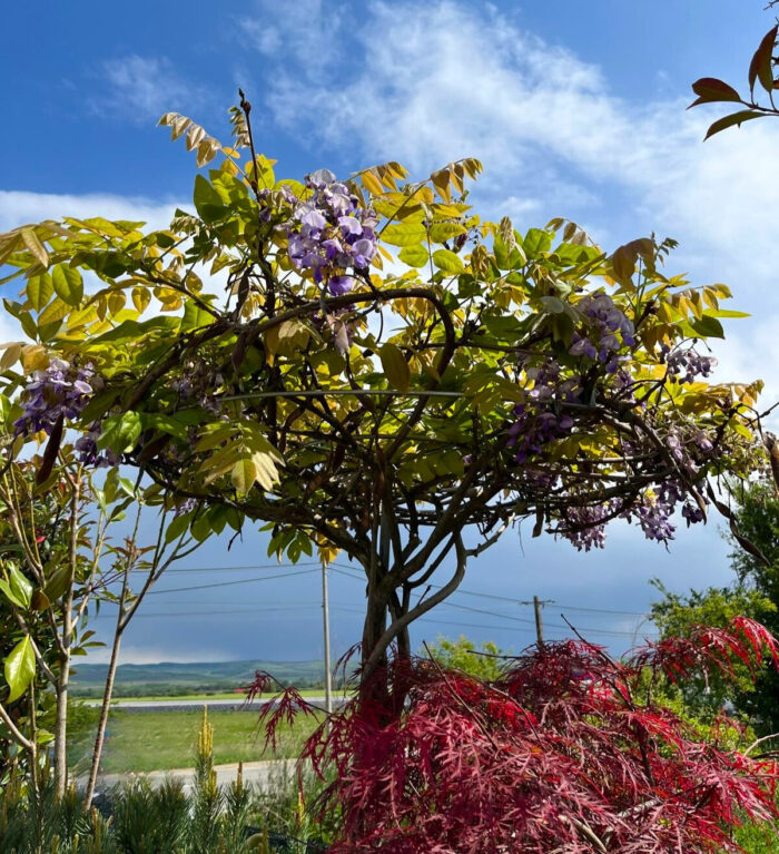 Glicină Mov Ikoyama Fuji, Wisteria la ghiveci - imagine 3