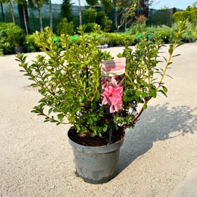 Azaleea Kermesina Rosae