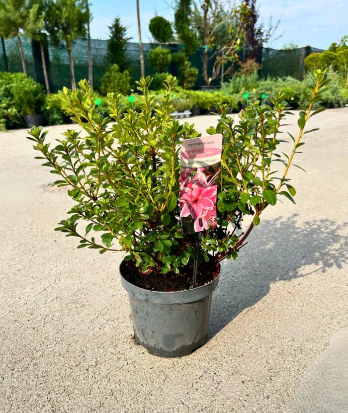 Azaleea Kermesina Rosae