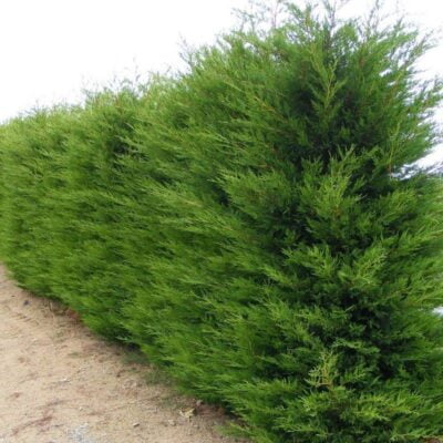 👉️ Dotați-vă grădina cu Cupressocyparis Leylandii, un conifer verde și compact. Perfect pentru orice tip de sol și expunere la soare. Comandați acum! 🛒