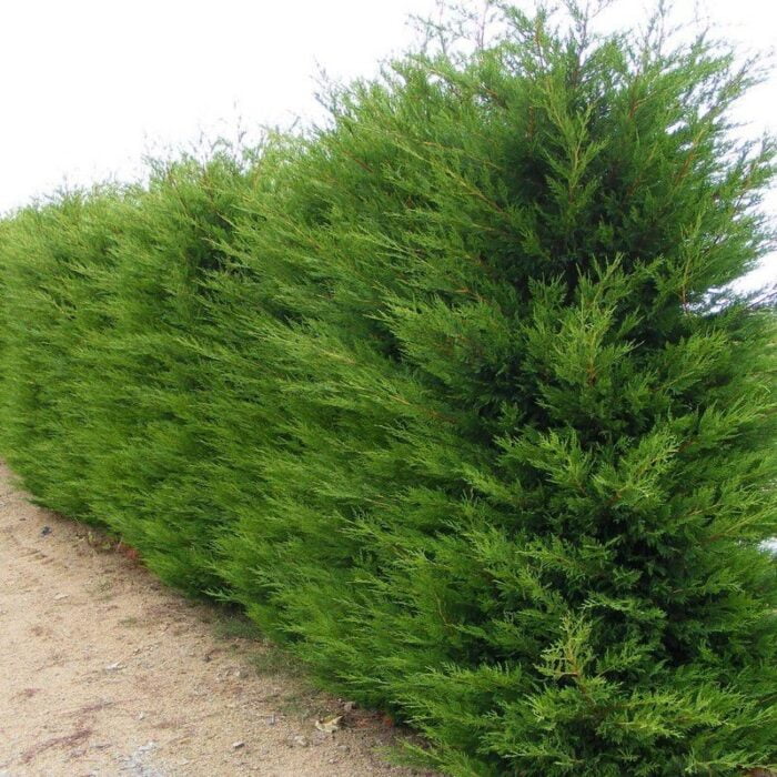 👉️ Dotați-vă grădina cu Cupressocyparis Leylandii, un conifer verde și compact. Perfect pentru orice tip de sol și expunere la soare. Comandați acum! 🛒