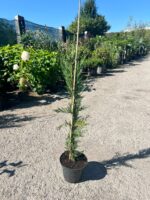 Cupressocyparis Leylandii ‘Pyramidalis’ la ghiveci - imagine 2