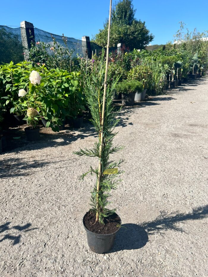 Cupressocyparis Leylandii ‘Pyramidalis’ la ghiveci - imagine 2