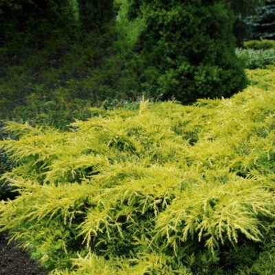 👉️ Juniperus "Gold Star" arbust pitic cu o creștere lentă, având o formă compactă și densă, apreciat pentru frumusețea sa decorativă .Comandă acum! 🌿🛒
