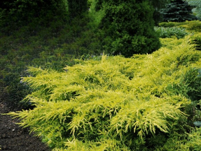👉️ Juniperus "Gold Star" arbust pitic cu o creștere lentă, având o formă compactă și densă, apreciat pentru frumusețea sa decorativă .Comandă acum! 🌿🛒
