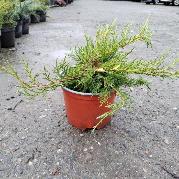 Juniperus Gold Star la ghiveci - imagine 2