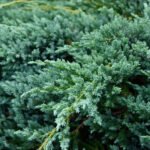 Juniperus Squamata: Frunzele sale sunt de obicei de culoare verde-închis, acoperite cu solzi, care oferă o textură distinctivă. 🌿🛒