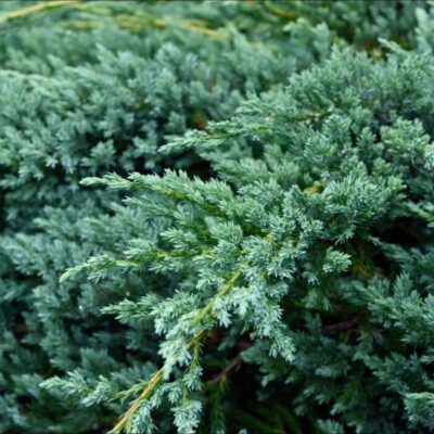 Juniperus Squamata: Frunzele sale sunt de obicei de culoare verde-închis, acoperite cu solzi, care oferă o textură distinctivă. 🌿🛒