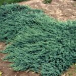 👉️ Juniperus horizontalis este un arbust pitic și răspândit, cu o creștere lentă, care formează un covor dens.Comandă acum! 🌿🛒