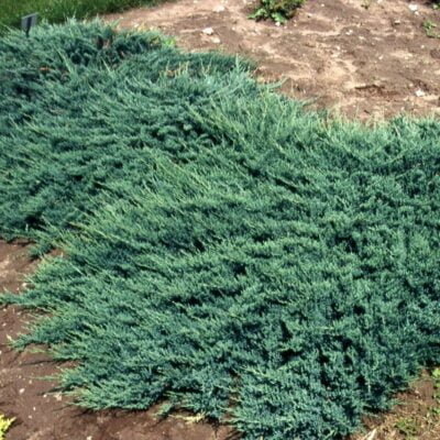👉️ Juniperus horizontalis este un arbust pitic și răspândit, cu o creștere lentă, care formează un covor dens.Comandă acum! 🌿🛒