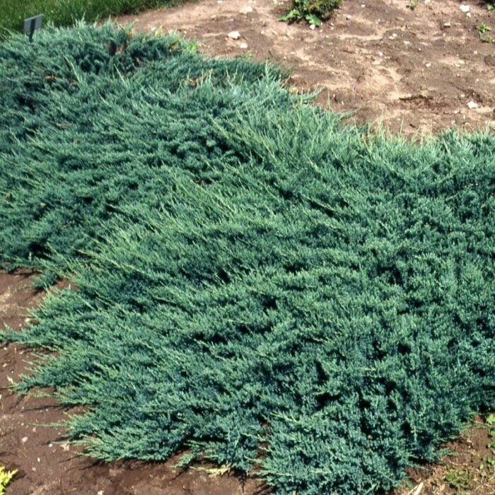 👉️ Juniperus horizontalis este un arbust pitic și răspândit, cu o creștere lentă, care formează un covor dens.Comandă acum! 🌿🛒