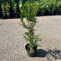 Cupressocyparis Leylandii la ghiveci