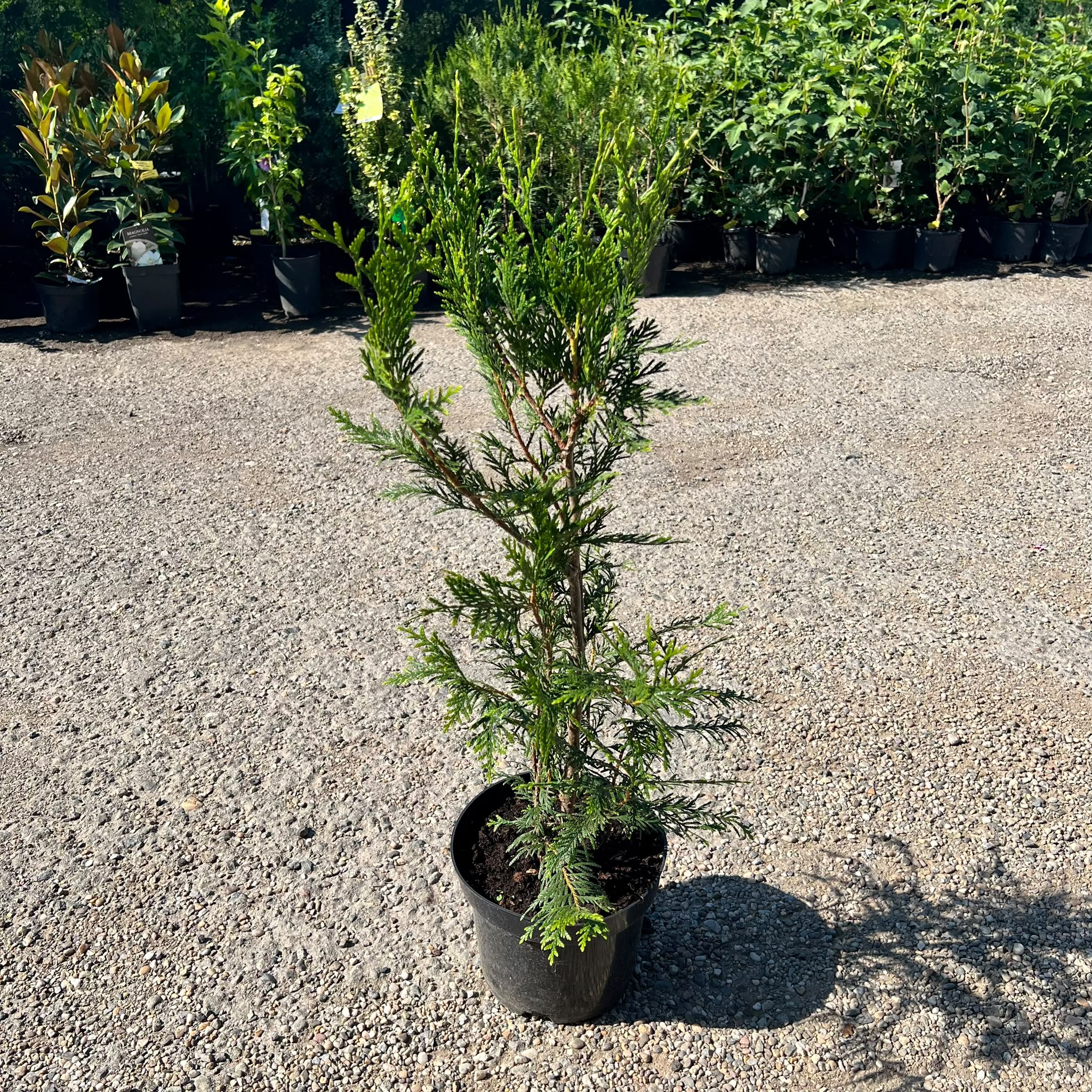 leylandii-20 Cupressocyparis Leylandii la ghiveci - imagine 1