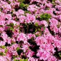 Descoperă Azaleea Kermesina Rosae adesea utilizată ca plantă ornamentală în grădini, pe alei, în parcuri și pe terase.Comandă acum! 🌿🌺