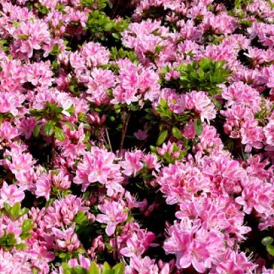 Descoperă Azaleea Kermesina Rosae adesea utilizată ca plantă ornamentală în grădini, pe alei, în parcuri și pe terase.Comandă acum! 🌿🌺