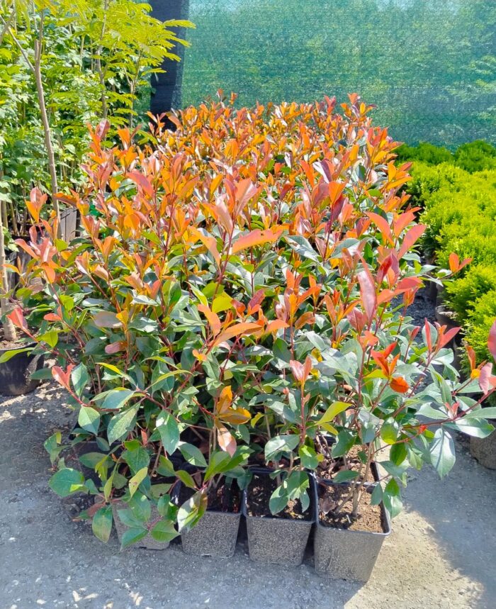 Photinia Super Red la ghiveci - imagine 2