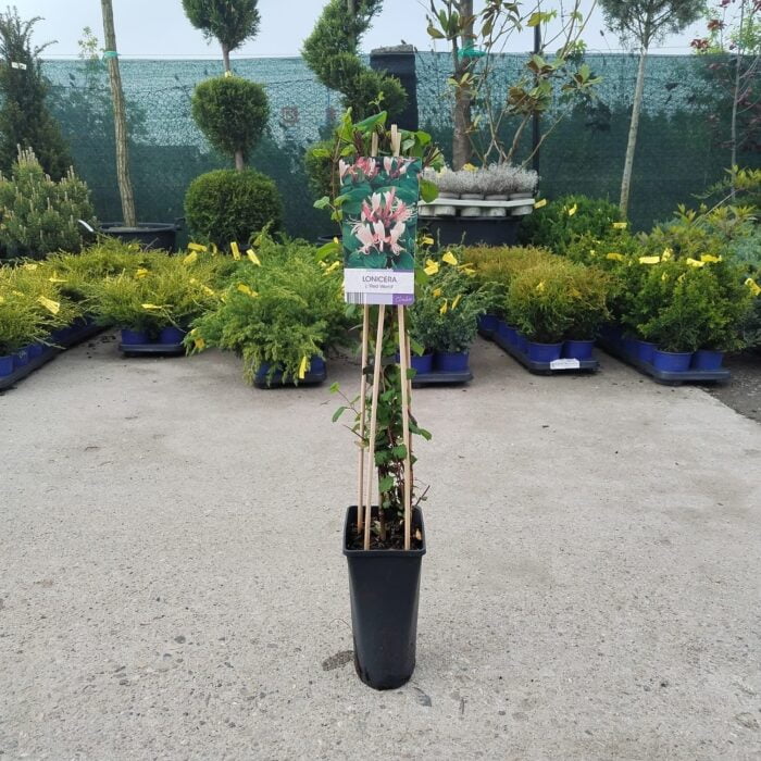 Lonicera (Mana Maicii Domnului) Red World la ghiveci - imagine 2