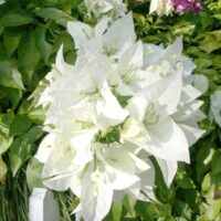 Descoperă magia: 👉️ Floare de hartie Alba . Alege această floare exotica pentru a-ți aduce un strop de culoare în viață! 🌺🛒