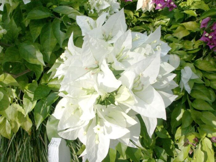 Descoperă magia: 👉️ Floare de hartie Alba . Alege această floare exotica pentru a-ți aduce un strop de culoare în viață! 🌺🛒