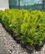 Tuia Smaragd răsad la ghiveci - imagine 3