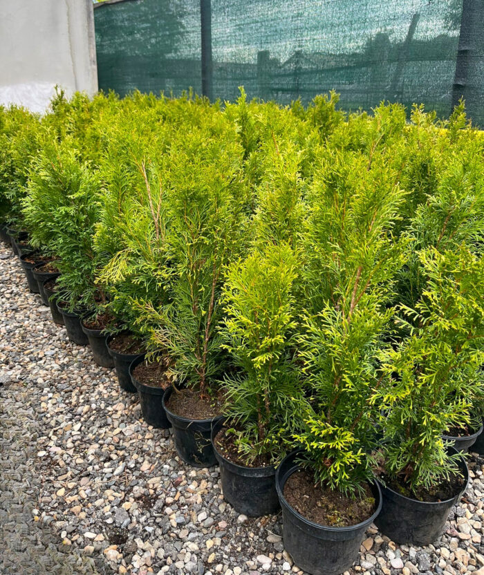 Tuia Smaragd răsad la ghiveci - imagine 3