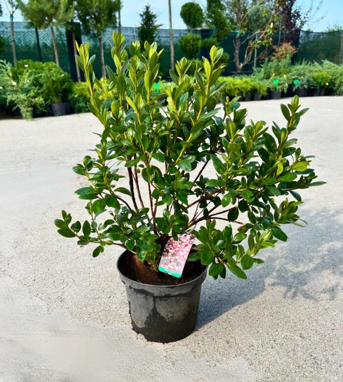 Azaleea Japonica Rosebud