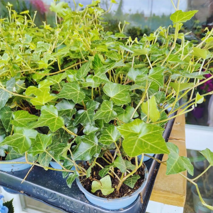 Transformă-ți casa într-un paradis verde cu iedera. Produsul nostru te ajută să creezi un mediu natural și relaxant. Cumpără acum! 🌿🛒