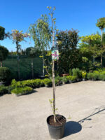 Magnolia Genie la ghiveci - imagine 2