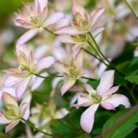 Descoperă frumusețea uimitoare a florilor Clematis Montana Majorie! Un spectacol vibrant ce durează luni întregi în grădina ta!Comandă acum! 🌸🛒