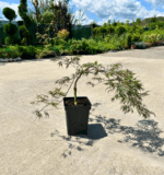 Arțar Garnet la ghiveci - imagine 2